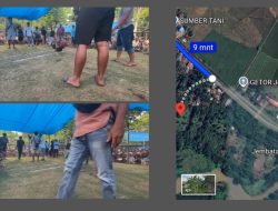 Arena Judi Sabung Ayam Dekat Gereja, Warga Luwu Teriak Resah: Siapa Bekingnya?
