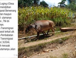 Desa Motihelumo Terancam, Aktivitas Ilegal Logging Meningkat dan Ancam Infrastruktur Publik